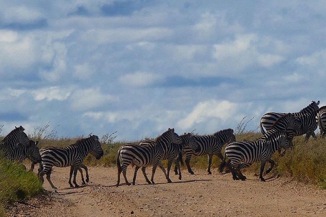5 days Serengeti safari|Experience the great wildebeest migration - Day 4 shift to Ngorongoro Crater: new scenery, new wildlife rhythm