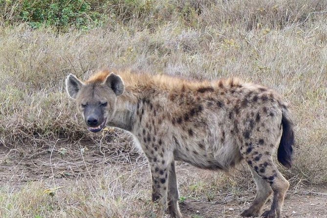 5 days Serengeti safari|Experience the great wildebeest migration - Price and value: what $3,000 buys you (and what to budget)