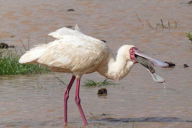 5 days Serengeti safari|Experience the great wildebeest migration - Food, guides, and why small details matter on safari