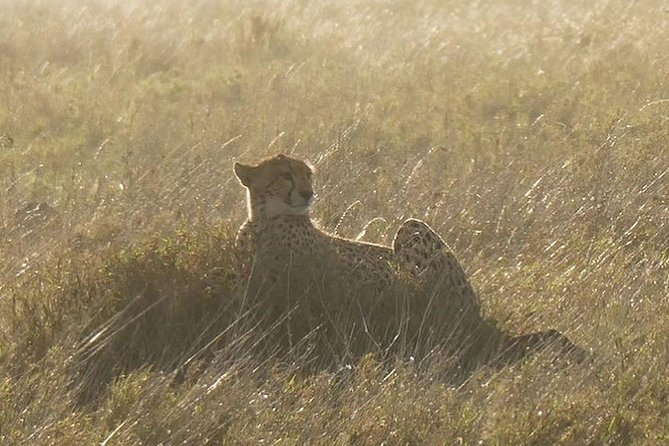 5 days Serengeti safari|Experience the great wildebeest migration - Serengeti day 2: morning and afternoon drives for better odds