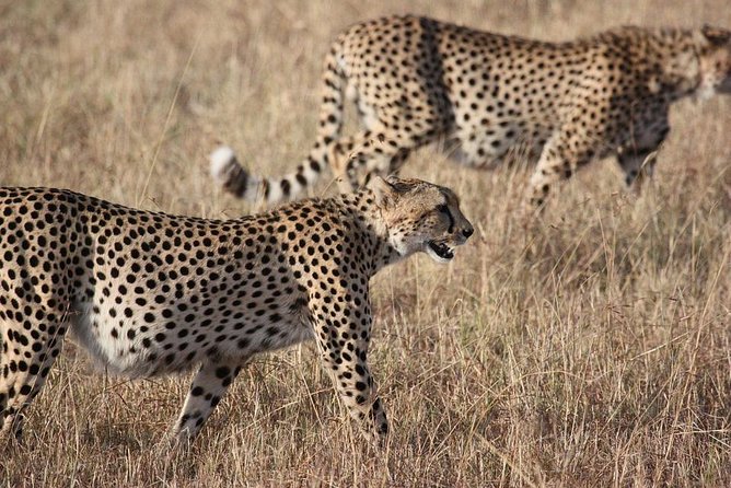 5 days Serengeti Wildebeest Migration Safari - Serengeti Wildebeest Migration Safari in 5 Days, What That Really Means
