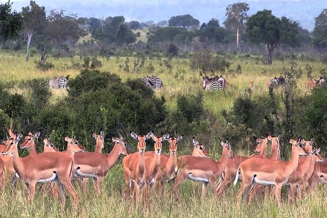5 days Serengeti Wildebeest Migration Safari - Tarangire National Park (or Lake Manyara), Your Wildlife Warm-Up