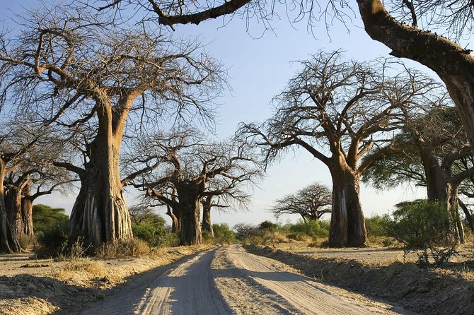5 days Serengeti Wildebeest Migration Safari - Getting Ready: Timing, Driving Days, and How to Pack Light but Smart