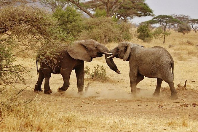 5 days Serengeti Wildebeest Migration Safari - Sunrise Game Drive: Where Predators and Migration Both Show Up