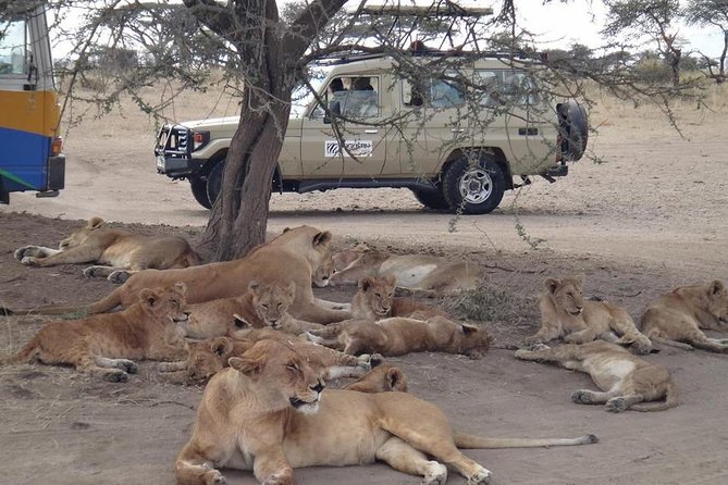 5 Days Special Safari to see migration - Key Highlights I Think You’ll Care About