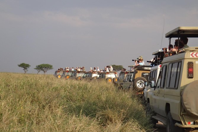 5 Days Special Safari to see migration - Day 1: Tarangire National Park, River Wildlife, and a Bird-Heavy Afternoon