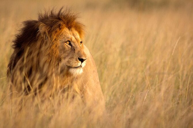 5 Days Special Safari to see migration - Day 4: Ngorongoro Rim Arrival, Transfer Day With Game-Drive Time