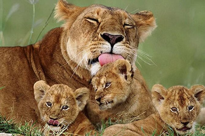 5 Days Special Safari to see migration - Day 5: The Ngorongoro Crater Floor for Big Five Viewing and Flamingos
