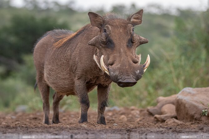 5 Days Tanzania Budget Camping Safari from Arusha - Serengeti Central: predator chances, migration timing, and Seronera camp life