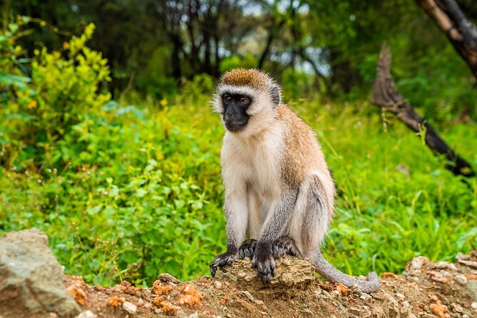 5 Days Tanzania Budget Camping Safari from Arusha - Day 4 in Serengeti: staying flexible, spotting river drama, and balloon-safari options