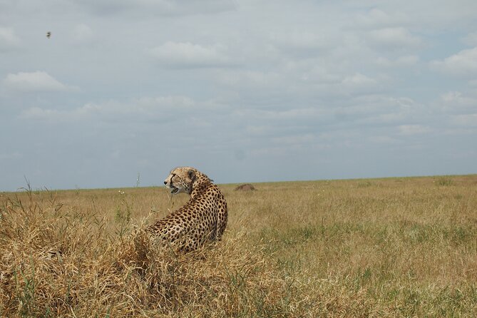 5 days Tanzania Camping Safari - Day 3: Serengeti morning hunting, then Ngorongoro rim views before dinner