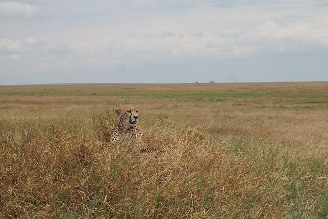 5 days Tanzania Camping Safari - Day 4: The 600 m descent to Ngorongoro Crater, plus rhino chances