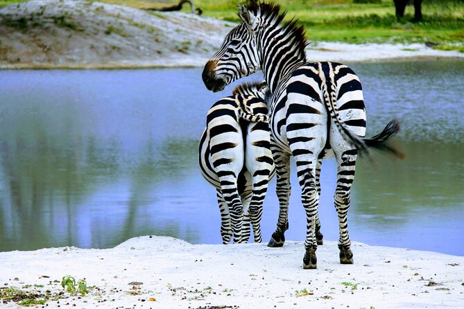 5 Days Tanzania Family Safari - The Real Value: What You Pay for and Why It Matters