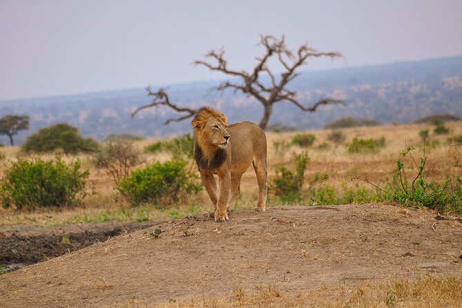 5 Days Tanzania Family Safari - Guides and Crew: What You Gain When People Know the Parks