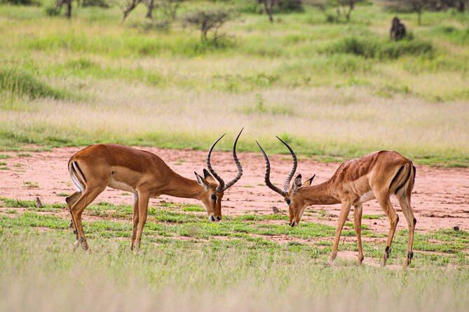 5 Days Tanzania Family Safari - Transportation Comfort: 4x4 Viewing Roofs and Family-Friendly Visibility
