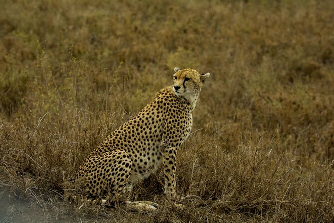 5 Days Tanzania Group Joining Safari, Tarangire/Serengeti/Ngorongoro Crater - Ngorongoro Crater, the Big Five Setting You Can Actually Understand