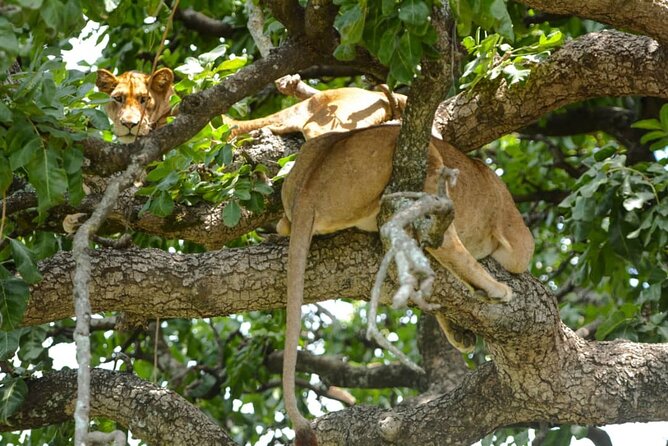 5 Days Tanzania Group Joining Safari, Tarangire/Serengeti/Ngorongoro Crater - What Could Feel Tough, Especially If You’re Spoiled by Comfort