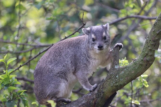 5 Days Tanzania Joining Safari with Pick Up Included Shared Tour - Key highlights you should care about