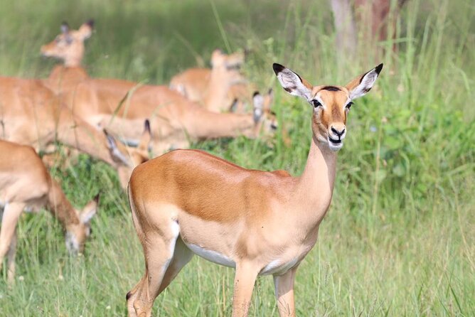 5 Days Tanzania Joining Safari with Pick Up Included Shared Tour - Serengeti Day 2: afternoon plains, wildebeest country, and lion shade