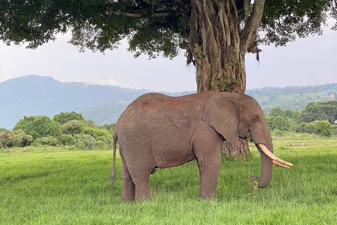 5 Days Tanzania Joining Safari with Pick Up Included Shared Tour - Day 4 Ngorongoro Conservation Area: from Serengeti to the crater rim
