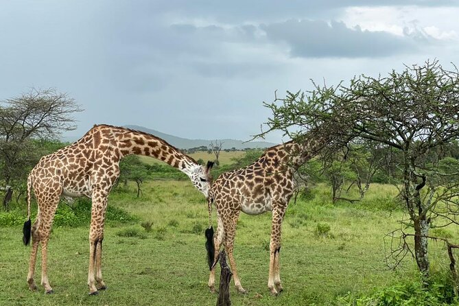 5 Days Tanzania Joining Safari with Pick Up Included Shared Tour - Camping nights, meals, water, and onboard WiFi