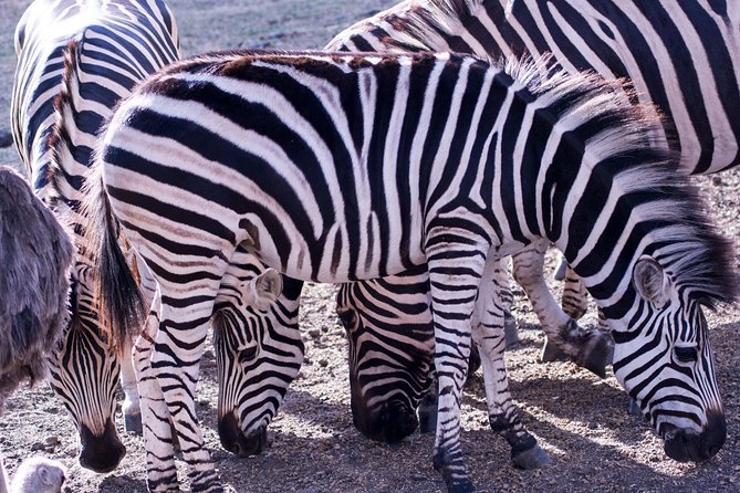 5 days Tanzania midrange lodge Private safari - Price and value: is $3,175 per person fair for a private Tanzania safari?