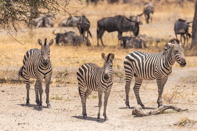 5 Days Tanzania Private Safari Tour - Key Highlights You Will Care About