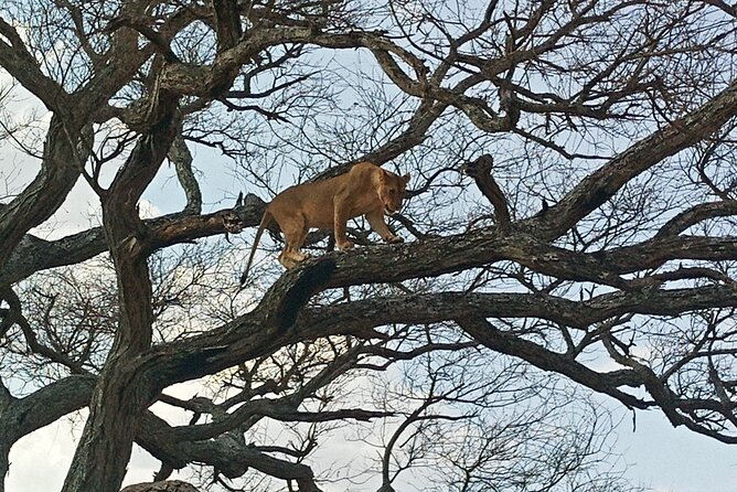 5 Days Tanzania Private Safari Tour - Tanzania Wildlife Circuit From Arusha, What You Really Get in Five Days