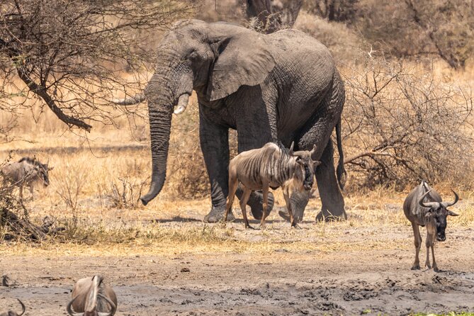 5 Days Tanzania Private Safari Tour - Day 1 in Lake Manyara: Birds, Water Tricks, and Maasai Market Crafts