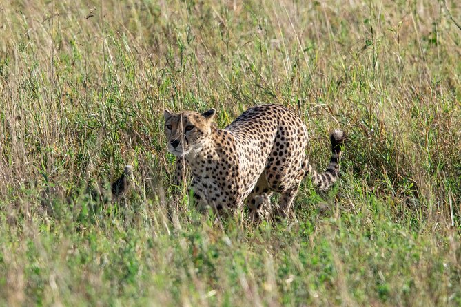 5 Days Tanzania Private Safari Tour - Day 4 Ngorongoro Crater Descent: 600 Meters Down for Dense Wildlife