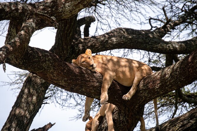 5 Days Tanzania's Wildlife Joint Safari. - Day 3 another Serengeti morning, then down toward Ngorongoro