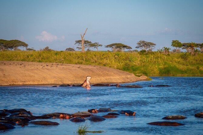 5 Days Tanzania's Wildlife Joint Safari. - Day 5 Lake Manyara: birds, flamingos, and tree-climbing lions