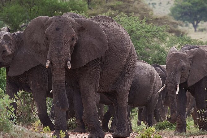 5 Days Tanzania's Wildlife Joint Safari. - Your safari team: why the guide and chef matter