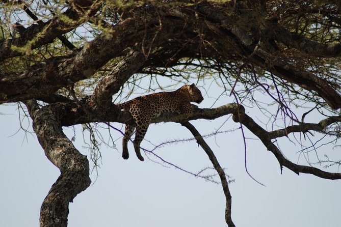 5 Days Tanzania Safari from Mwanza to Arusha - Day 1 Mwanza to Serengeti: Ndabaka Gate and an evening arrival near Seronera