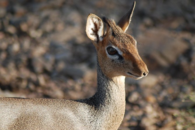 5 Days Tanzania Safari from Mwanza to Arusha - Day 3 Ngorongoro Crater check-in with an optional Maasai village and Olduvai Gorge add-on