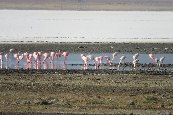 5 Days Tanzania Safari from Mwanza to Arusha - Day 5 Lake Manyara game drives and then Arusha or Kilimanjaro Airport drop-off