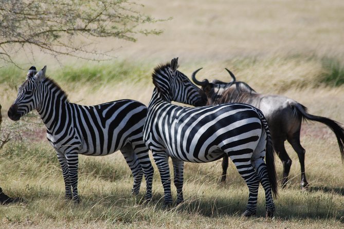 5 Days Tanzania Safari from Mwanza to Arusha - Day 2 Central Serengeti: long savannah viewing plus a late drive window