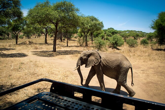 5 Days Tanzania Safari Great Wildebeest Migration - Key highlights worth your attention