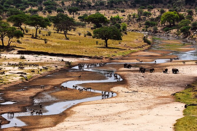 5 Days Tanzania Safari Great Wildebeest Migration - Why the Serengeti-Masai Mara migration loop is the real headline