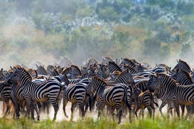 5 Days Tanzania Safari Great Wildebeest Migration - Comfort, timing, and the long-drive reality check
