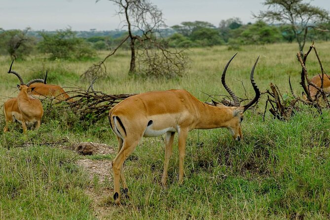 5 Days Tanzania Safari - Migration and Big 5 Safaris - Optional hot air balloon over the Serengeti Plains