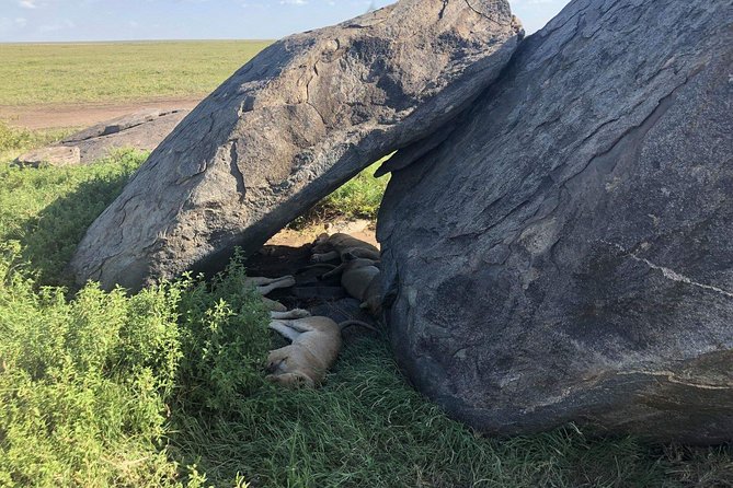 5 Days Tanzania Safari - Migration and Big 5 Safaris - Transfer back to Moshi: ending the safari without a cliffhanger