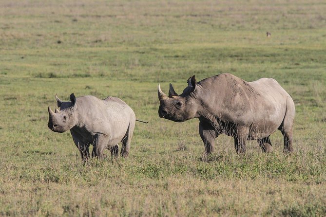 5 Days Tanzania Safari- Tarangire Np, Serengeti Np and Ngorongoro Crater - Departure day Serengeti and the Masai Central Market stop