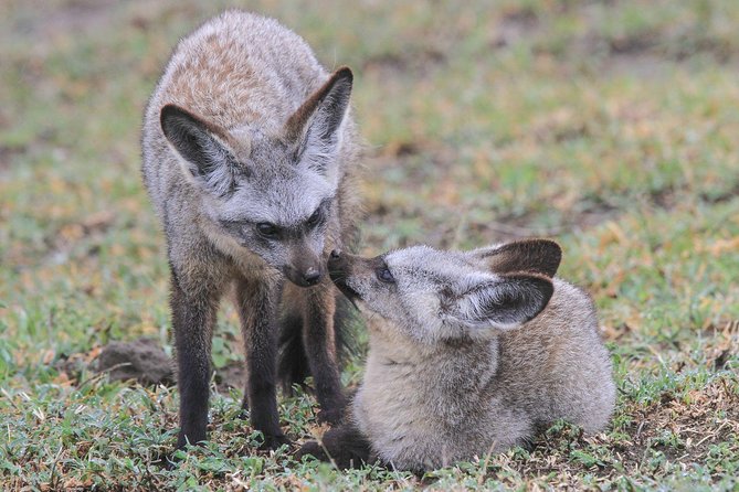 5 Days Tanzania Safari- Tarangire Np, Serengeti Np and Ngorongoro Crater - Comfort category stays: what you can expect and what to watch for