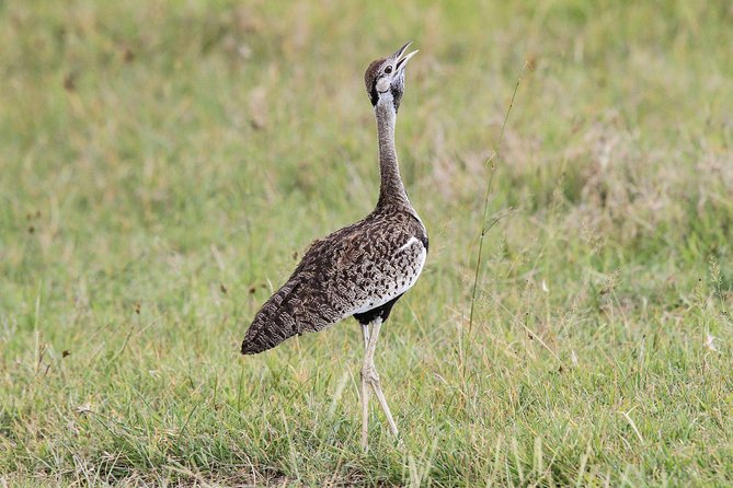 5 Days Tanzania Safari- Tarangire Np, Serengeti Np and Ngorongoro Crater - Food and timing: how meals are built into the safari pace