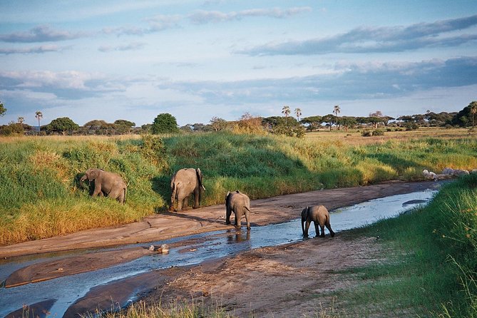 5 Days Tanzania Safari- Tarangire Np, Serengeti Np and Ngorongoro Crater - Serengeti National Park: migration country and that first big-drive feeling