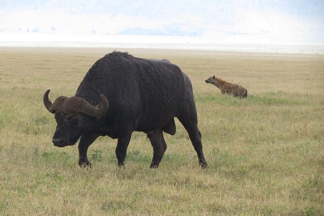 5 Days Tanzania Wildlife Safari Private Tour - Tarangire National Park: Baobabs, Year-Round Elephants, and a Picnic Lunch