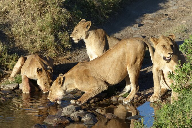 5 Days Tanzania Wildlife Safari Private Tour - Your Final Morning in Arusha: A Soft Landing After Wildlife Days