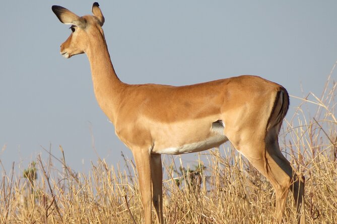 5 Days Tanzania Wildlife Safari Private Tour - What the Guides Bring (and Why Names Like Emanuel and Eli Keep Coming Up)