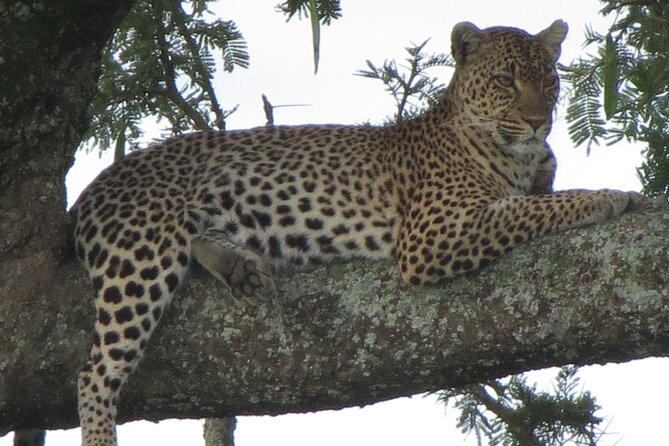 5 Days Tanzania Wildlife Safari Private Tour - Meals and Rhythm: Coffee or Tea, Packed Lunch, and Dinner Timing